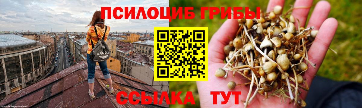 Сертолово  продажа наркотиков  Вход с VPN  Галлюциногенные грибы Psilocybe 